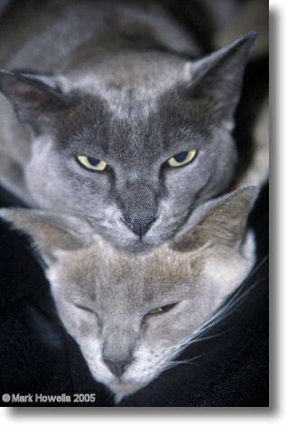 Sky and Willow